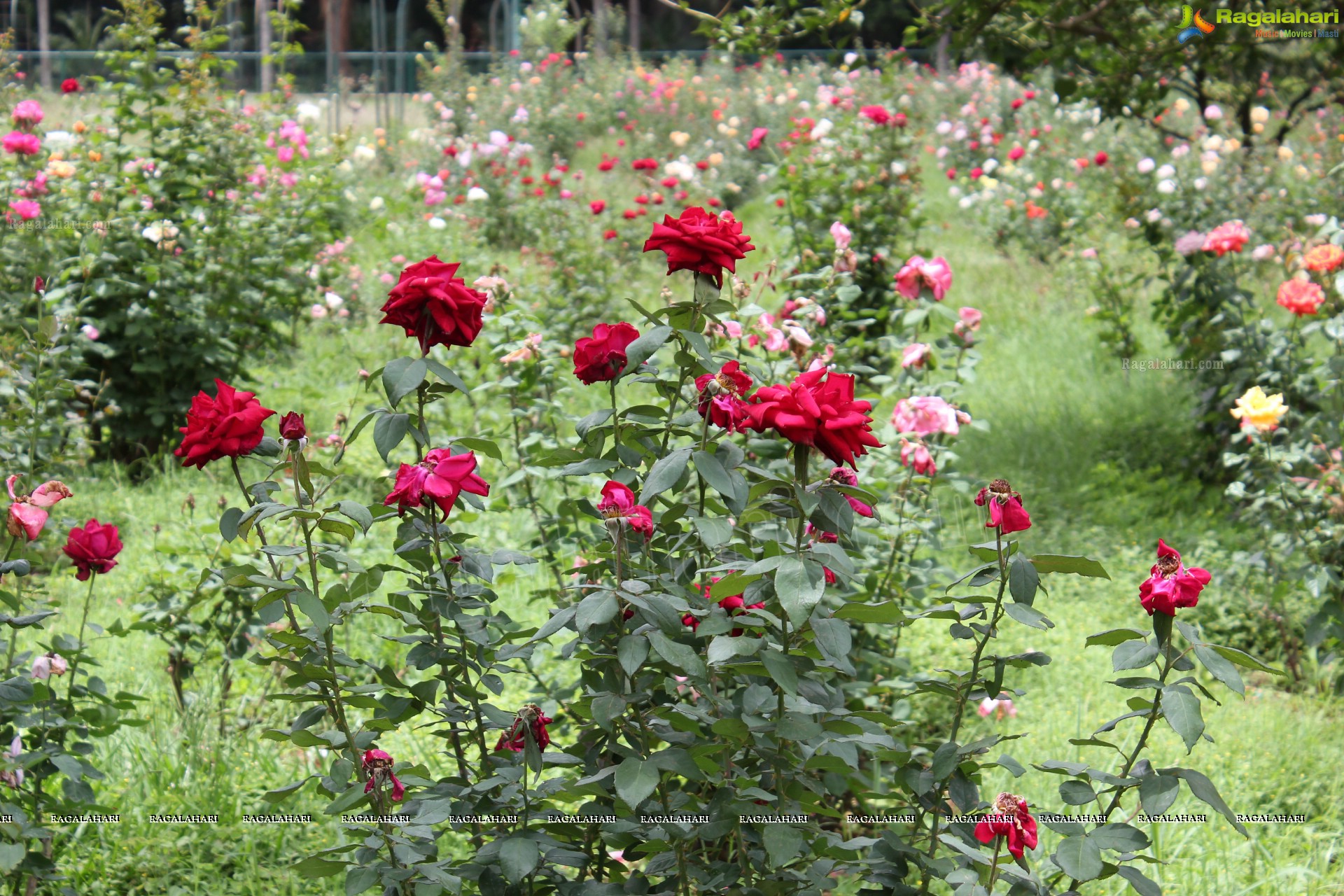 Lal Bagh Independence Day Flower Show (2012)