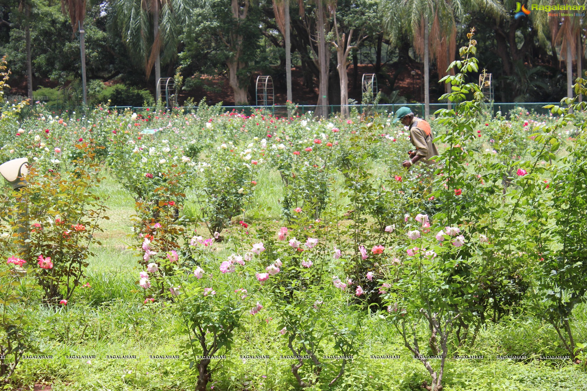 Lal Bagh Independence Day Flower Show (2012)