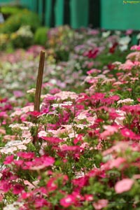 Lal Bagh Independence Day 2012 Flower Show