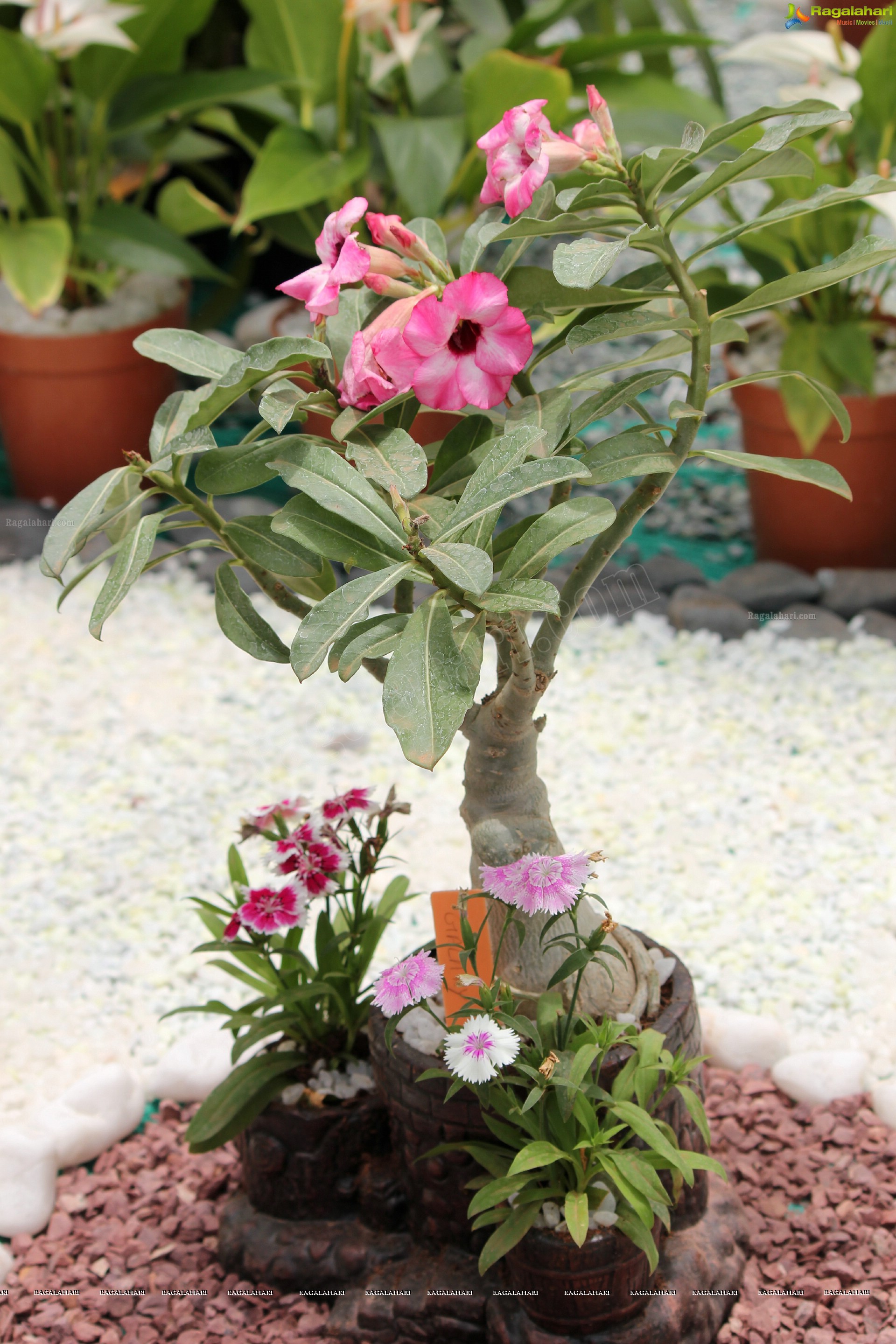 Lal Bagh Independence Day Flower Show (2012)