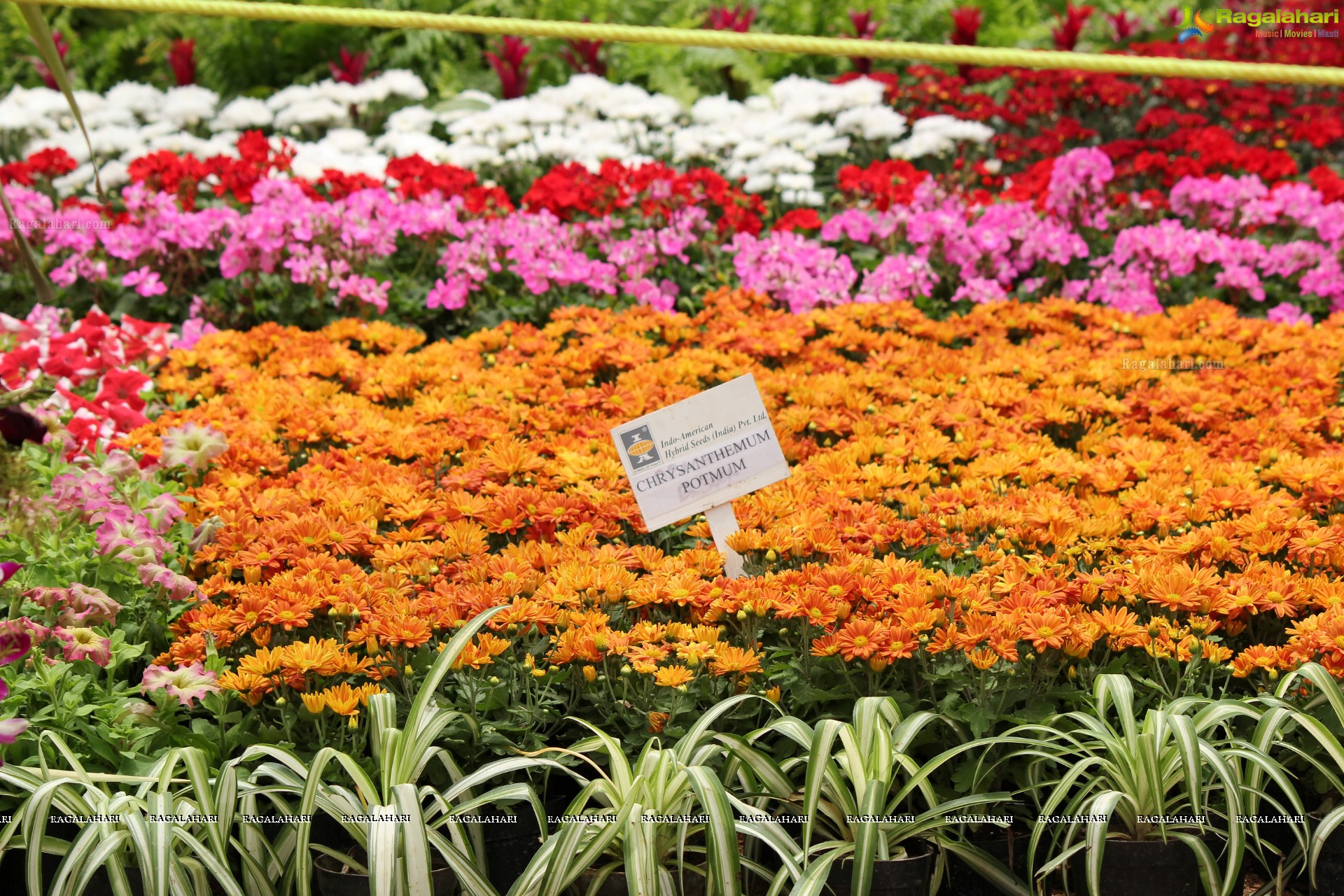 Lal Bagh Independence Day Flower Show (2012)