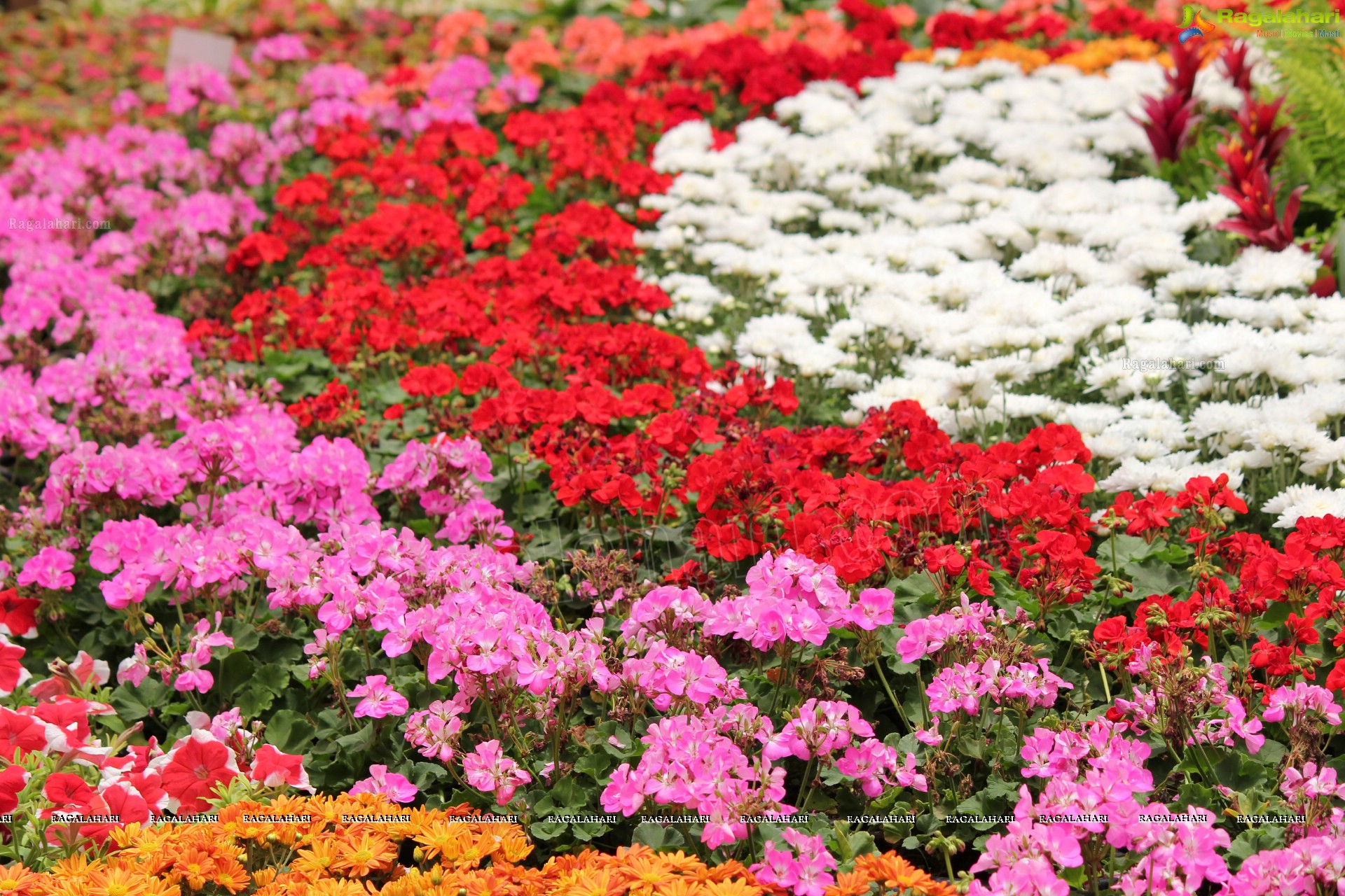 Lal Bagh Independence Day Flower Show (2012)