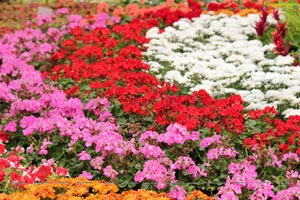 Lal Bagh Independence Day 2012 Flower Show