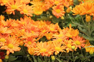 Lal Bagh Independence Day 2012 Flower Show