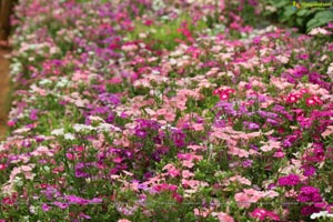 Lal Bagh Independence Day 2012 Flower Show