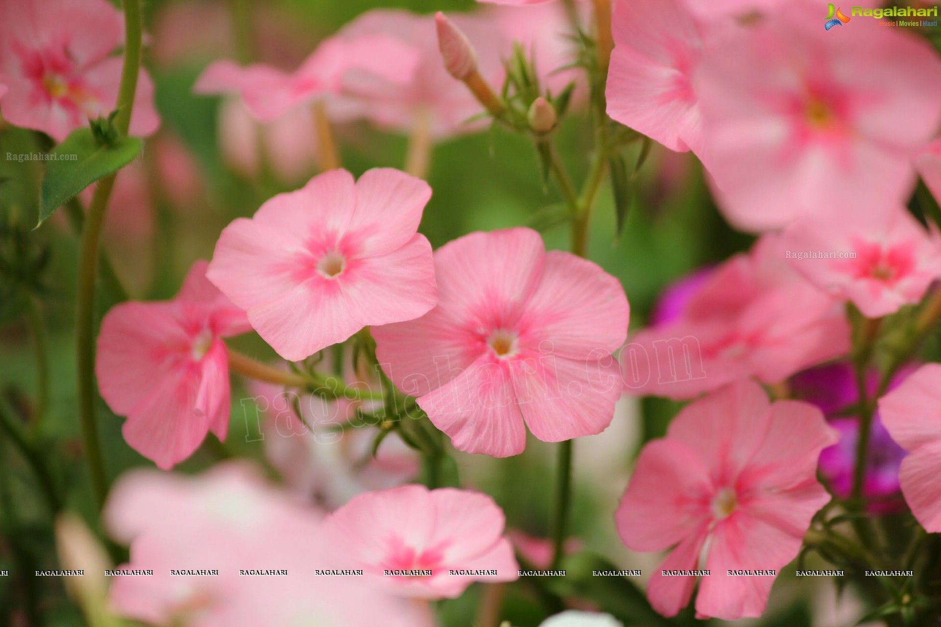 Lal Bagh Independence Day Flower Show (2012)