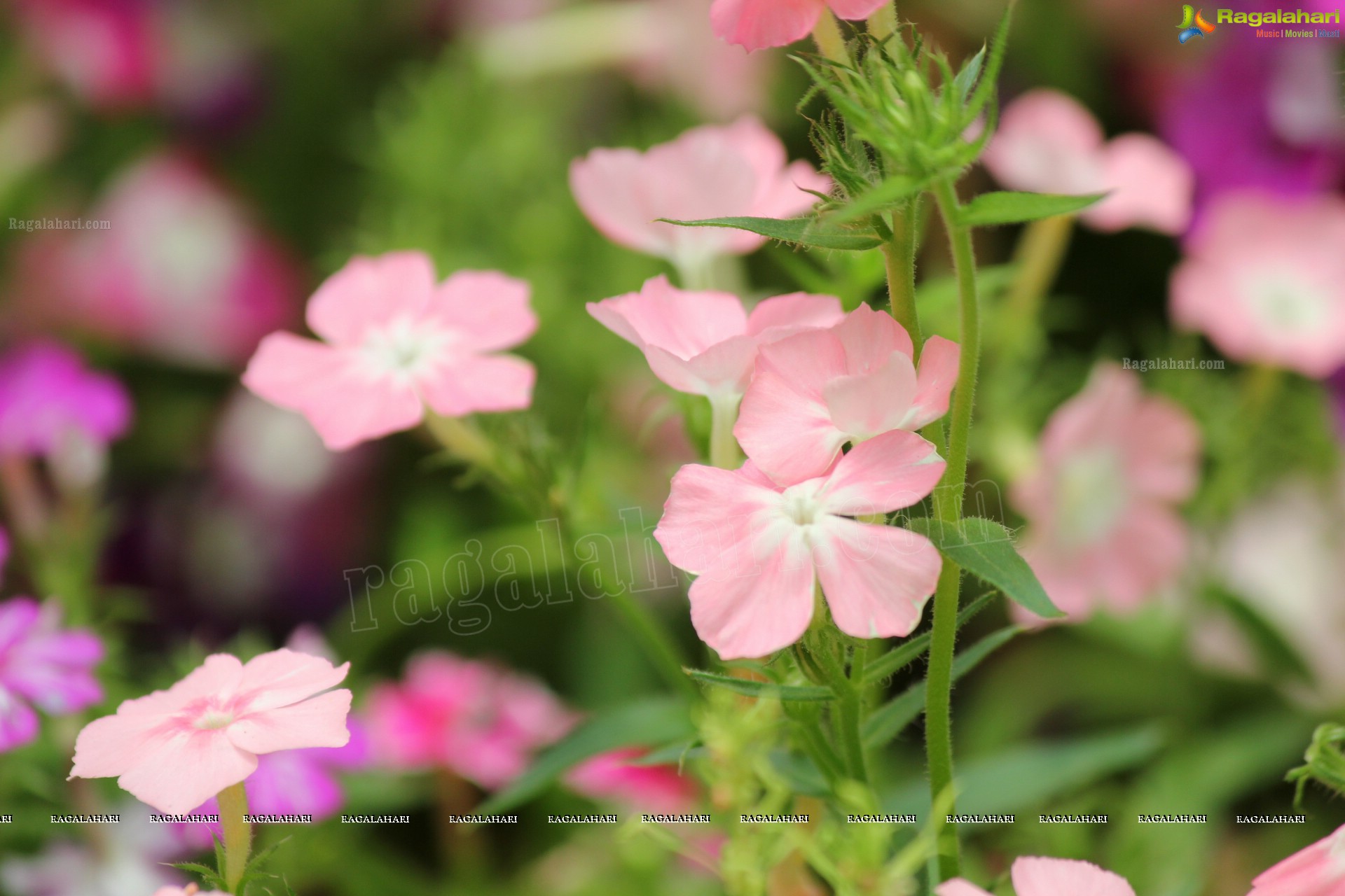 Lal Bagh Independence Day Flower Show (2012)