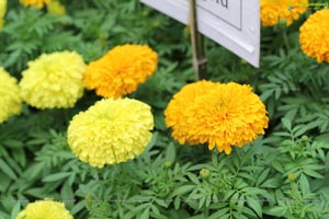 Lal Bagh Independence Day 2012 Flower Show