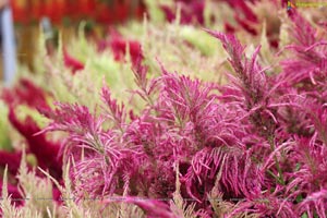 Lal Bagh Independence Day 2012 Flower Show