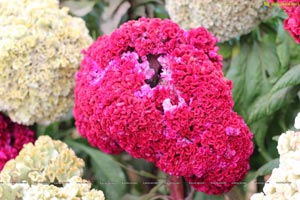 Lal Bagh Independence Day 2012 Flower Show