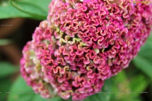 Lal Bagh Independence Day 2012 Flower Show