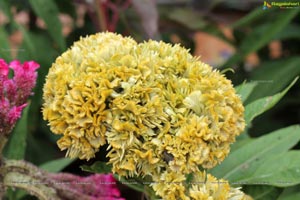 Lal Bagh Independence Day 2012 Flower Show