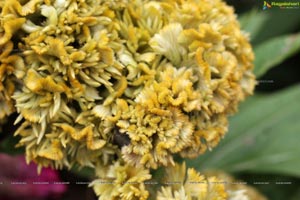 Lal Bagh Independence Day 2012 Flower Show