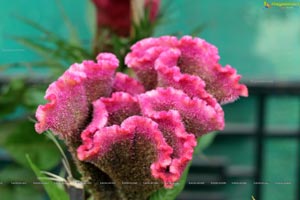 Lal Bagh Independence Day 2012 Flower Show