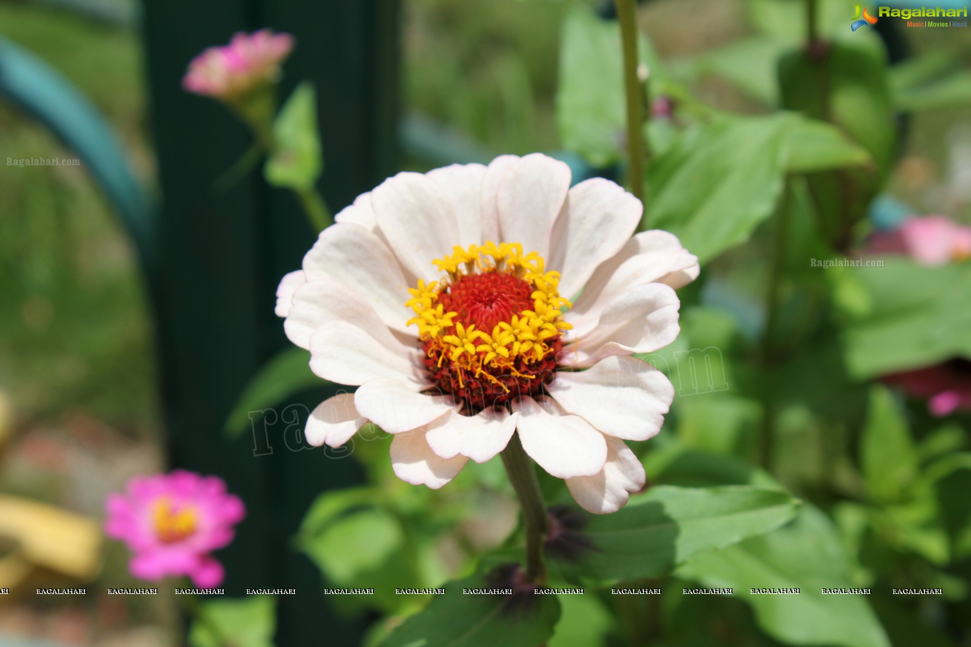 Lal Bagh Independence Day Flower Show (2012)