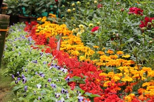 Lal Bagh Independence Day 2012 Flower Show