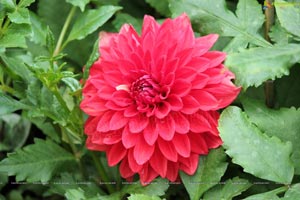 Lal Bagh Independence Day 2012 Flower Show