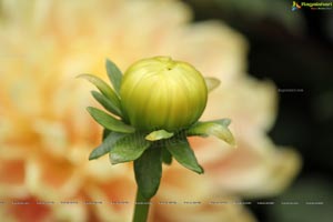 Lal Bagh Independence Day 2012 Flower Show