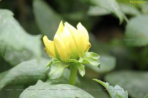 Lal Bagh Independence Day 2012 Flower Show