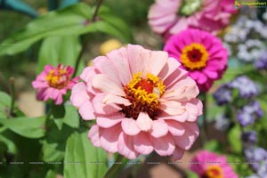 Lal Bagh Independence Day 2012 Flower Show