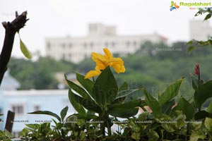 Aneet-Nainna & Ruchi-Chetan Sunday Brunch at Radisson Blu