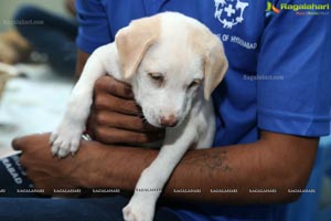 ABC/ARV programme launch by Blue Cross of Hyderabad
