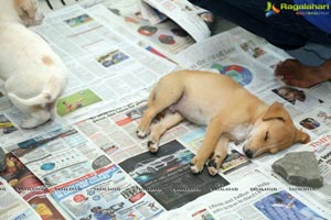 ABC/ARV programme launch by Blue Cross of Hyderabad