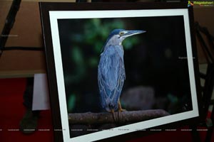 Indian Birds Photo Exhibition