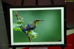 Indian Birds Photo Exhibition