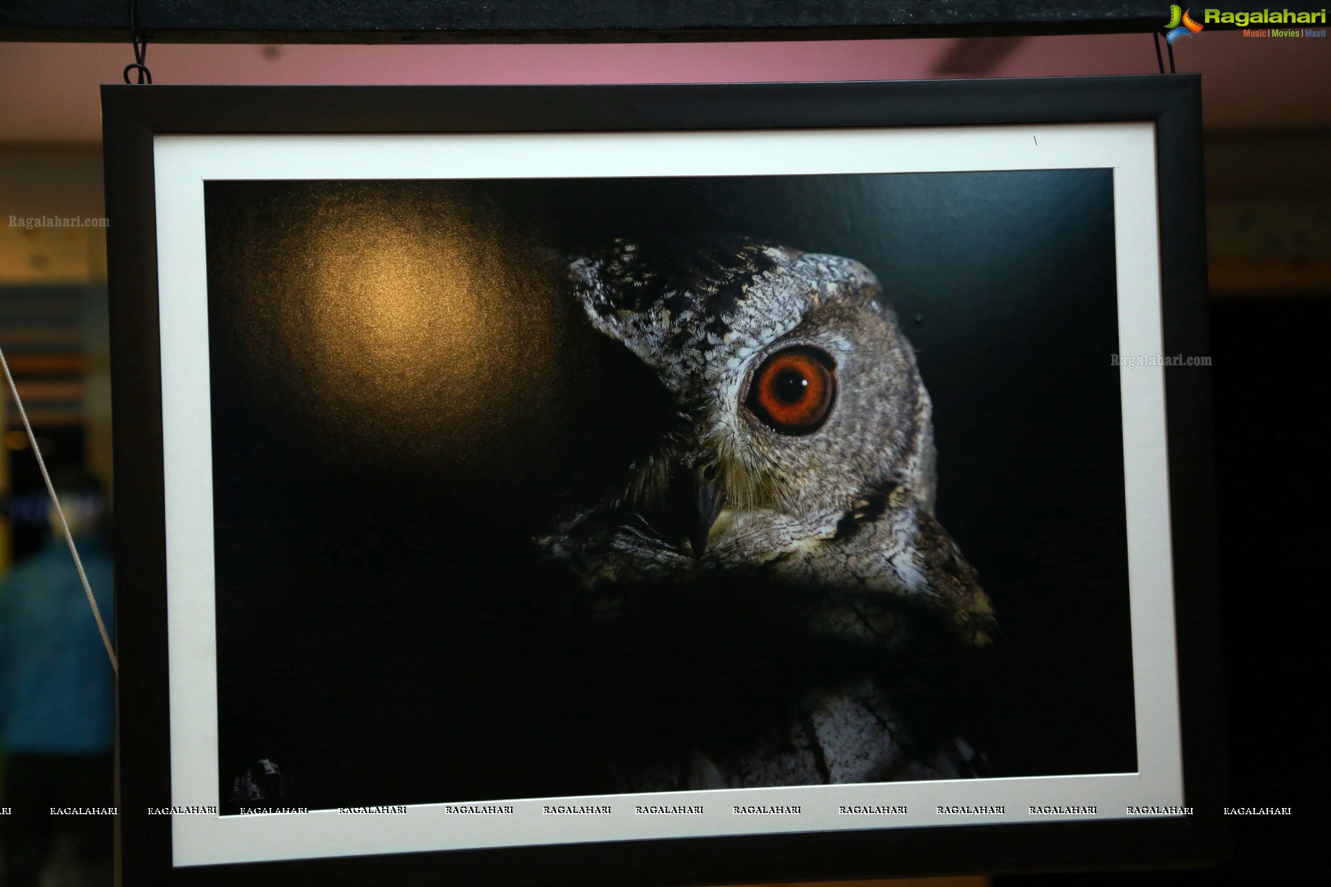 Indian Birds Photo Exhibition at Exotica Atrium, GVK One Mall, Hyderabad