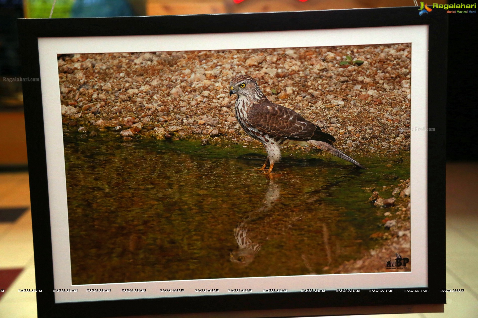 Indian Birds Photo Exhibition at Exotica Atrium, GVK One Mall, Hyderabad