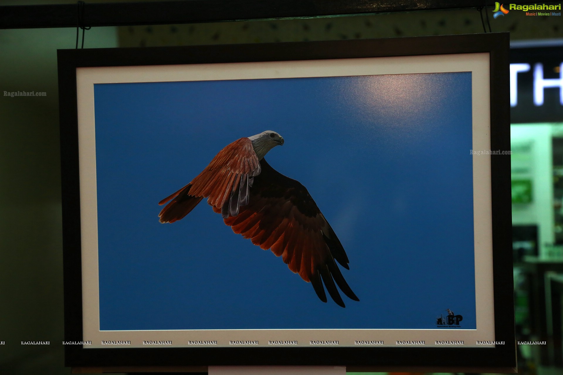 Indian Birds Photo Exhibition at Exotica Atrium, GVK One Mall, Hyderabad