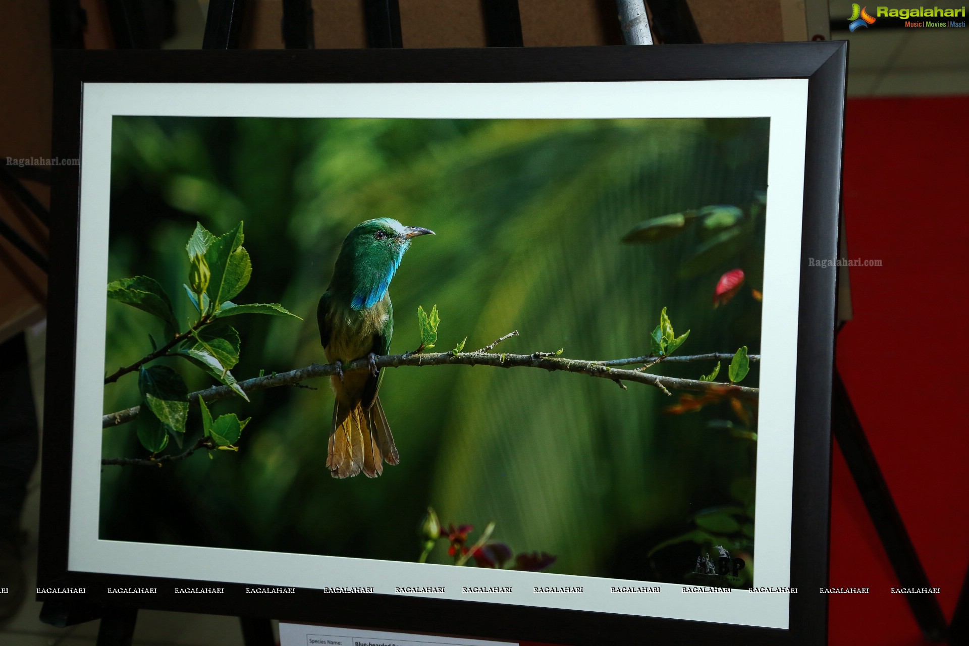 Indian Birds Photo Exhibition at Exotica Atrium, GVK One Mall, Hyderabad