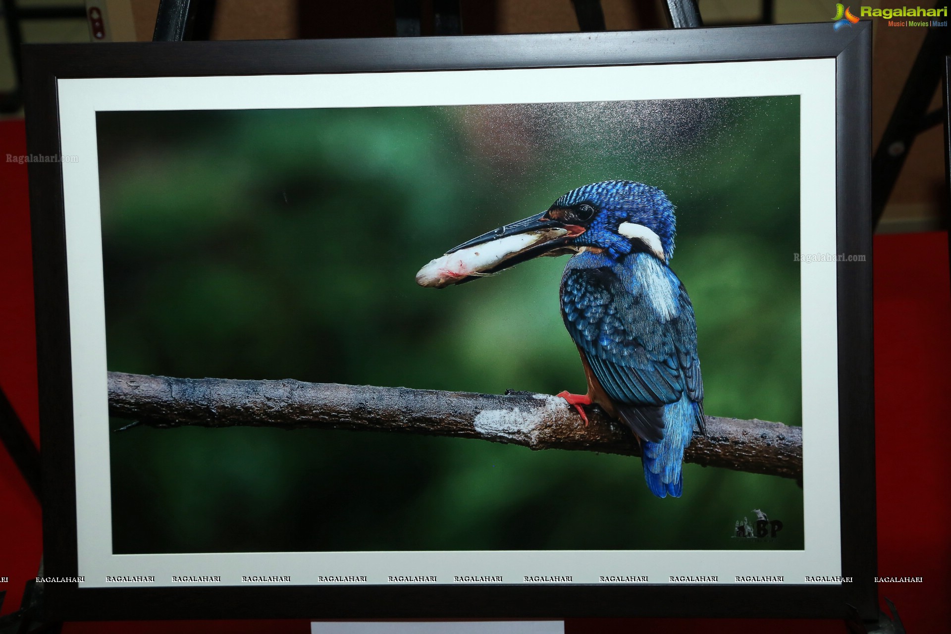 Indian Birds Photo Exhibition at Exotica Atrium, GVK One Mall, Hyderabad