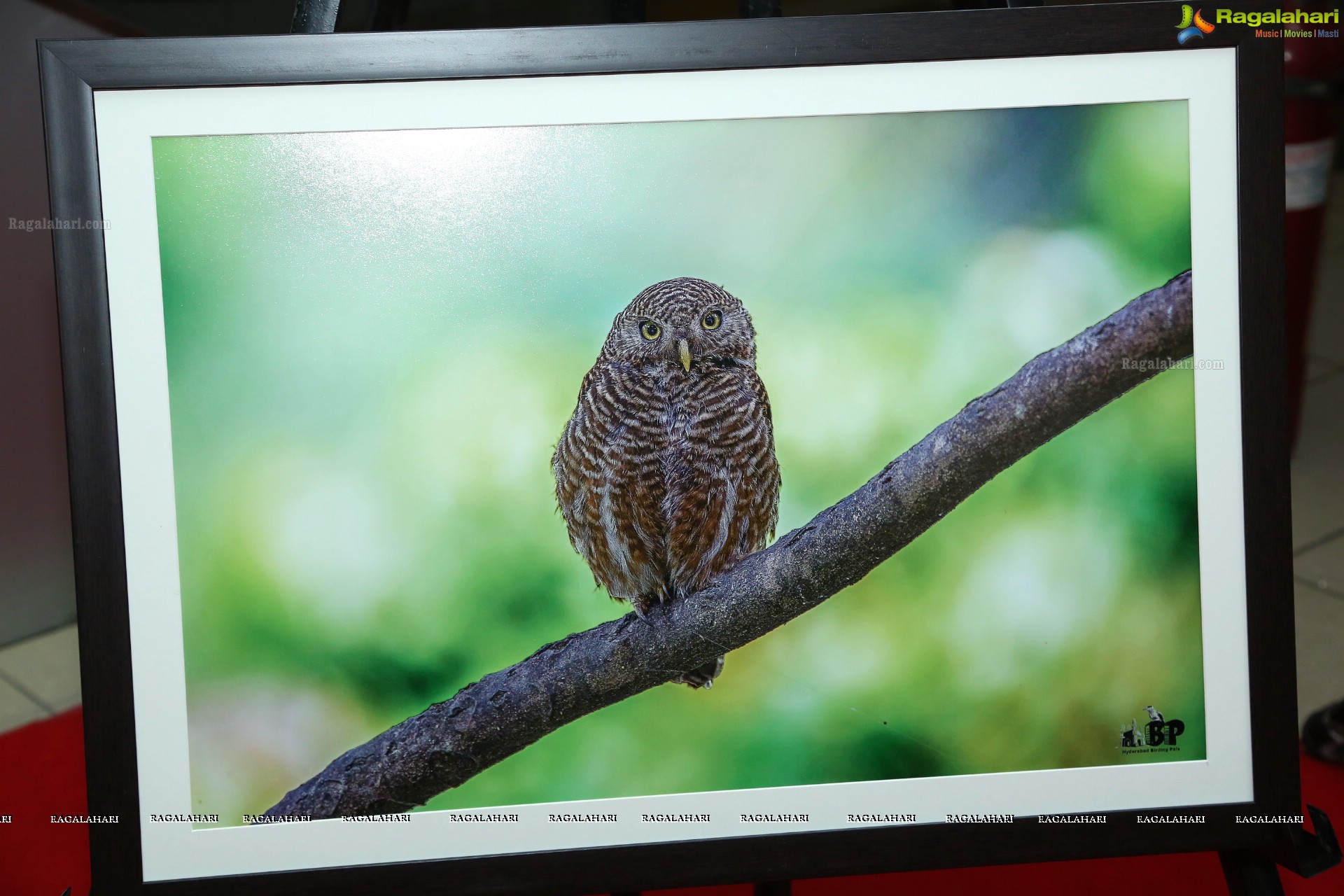 Indian Birds Photo Exhibition at Exotica Atrium, GVK One Mall, Hyderabad