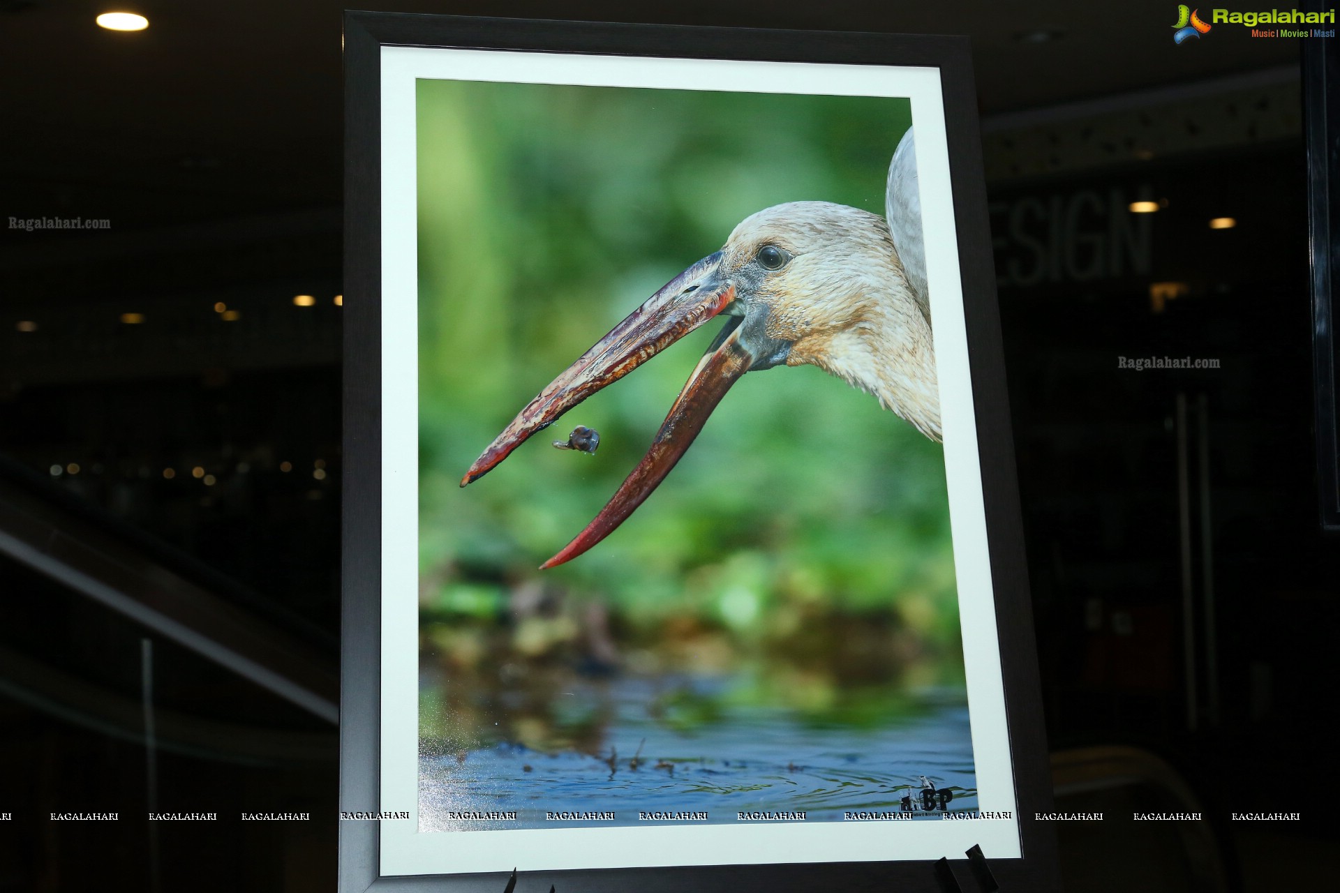 Indian Birds Photo Exhibition at Exotica Atrium, GVK One Mall, Hyderabad