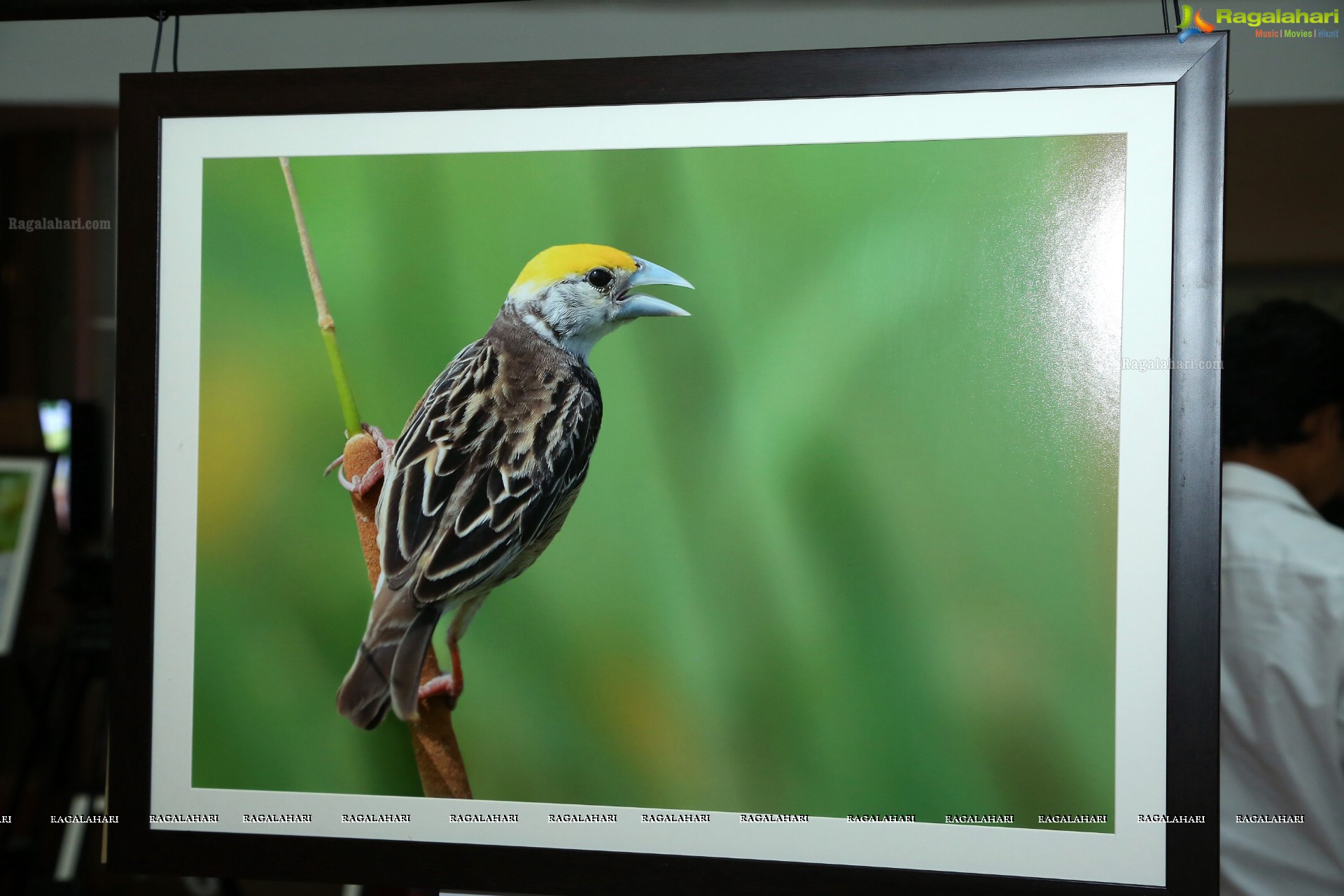 Indian Birds Photo Exhibition at Exotica Atrium, GVK One Mall, Hyderabad