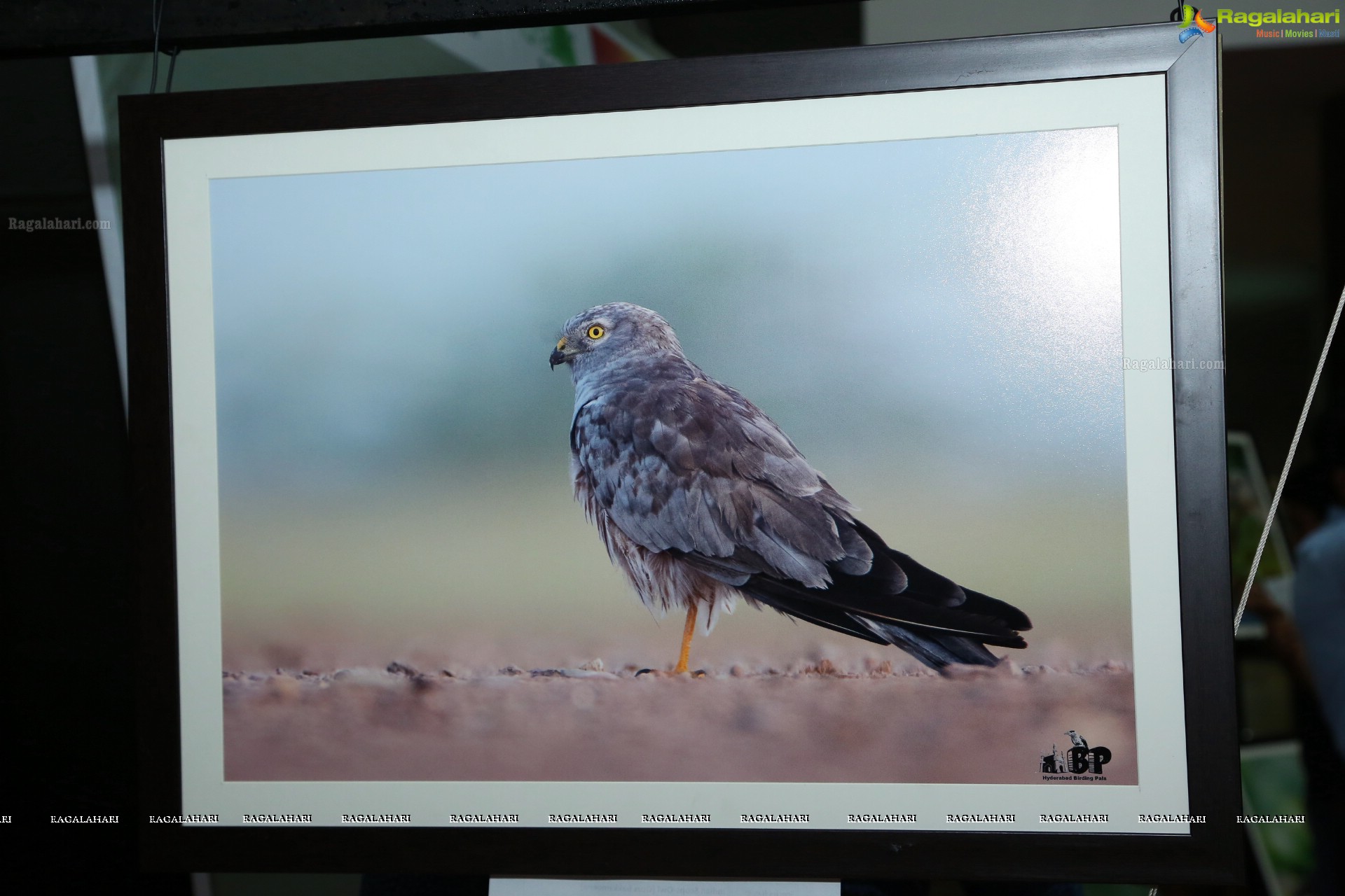 Indian Birds Photo Exhibition at Exotica Atrium, GVK One Mall, Hyderabad