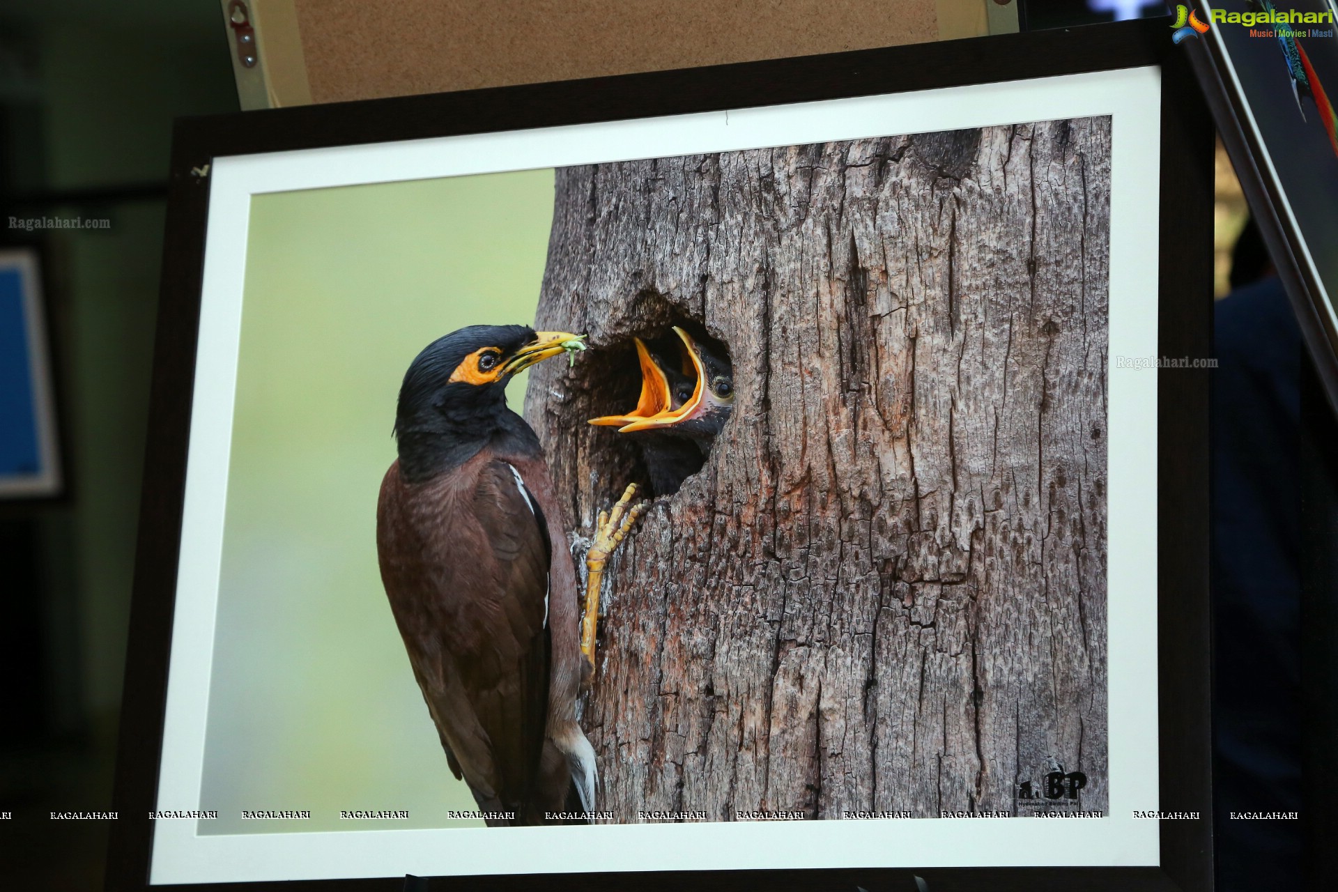 Indian Birds Photo Exhibition at Exotica Atrium, GVK One Mall, Hyderabad