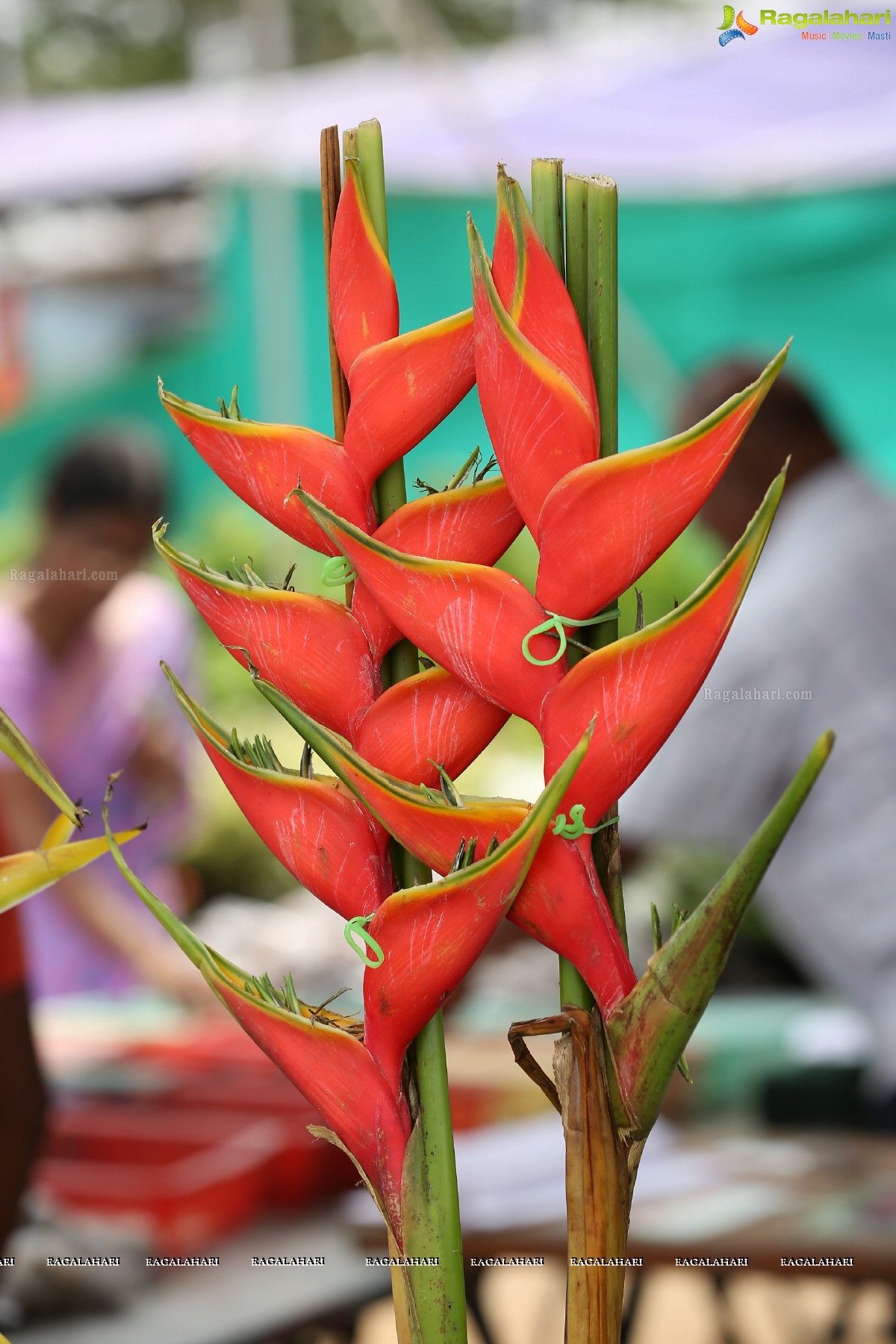 7th All India Horticulture & Agriculture Show and Grand Nursery Mela Backgrounder