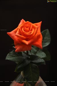 Beautiful Rose Flowers Show