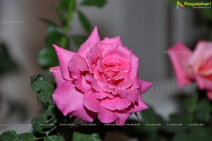 Beautiful Rose Flowers Show