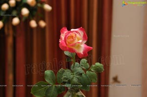 Beautiful Rose Flowers Show