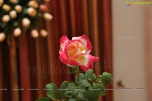 Beautiful Rose Flowers Show