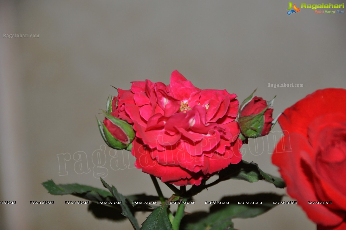 36th Annual Rose Show by Hyderabad Rose Society