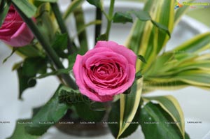 Beautiful Rose Flowers Show