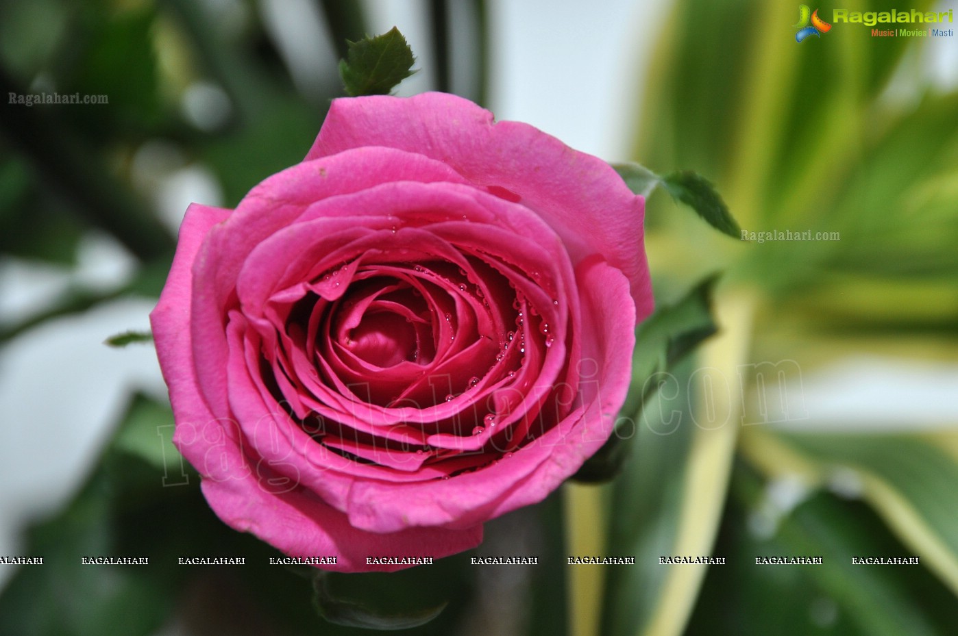 36th Annual Rose Show by Hyderabad Rose Society