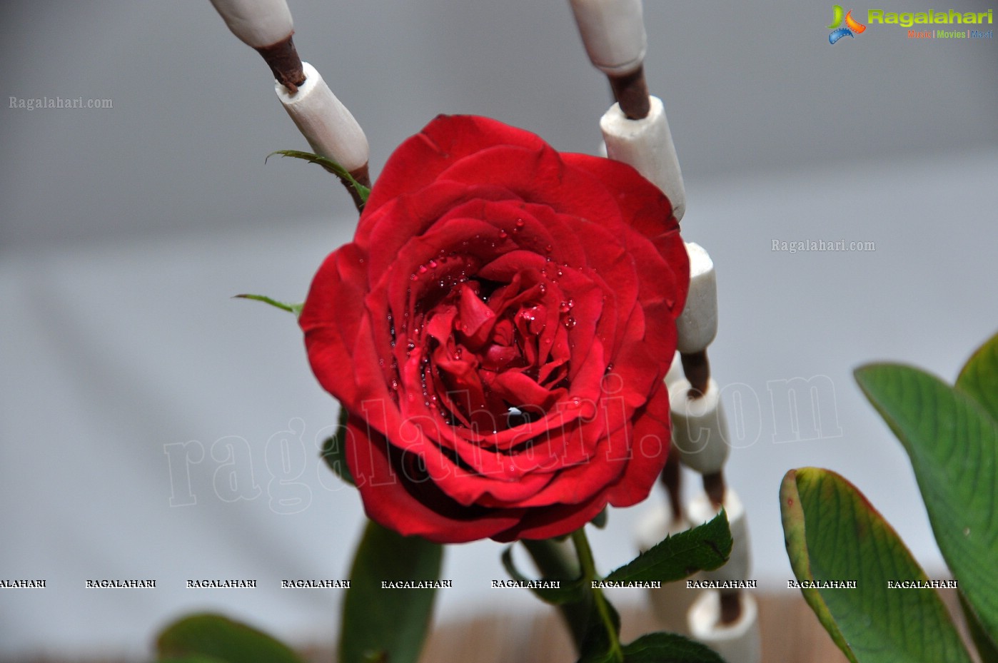 36th Annual Rose Show by Hyderabad Rose Society