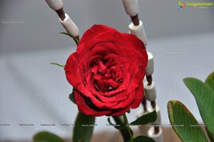 Beautiful Rose Flowers Show