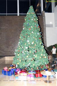 Christmas Tree Lighting